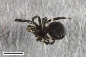  ( - ZFMK-TIS-2588329)  @11 [ ] CreativeCommons  Attribution Share-Alike (by-sa) 818 (2017) Unspecified Zoologisches Forschungsmuseum Alexander Koenig