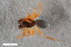  ( - ZFMK-TIS-2588333)  @11 [ ] CreativeCommons  Attribution Share-Alike (by-sa) 818 (2017) Unspecified Zoologisches Forschungsmuseum Alexander Koenig