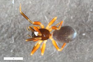  ( - ZFMK-TIS-2588334)  @11 [ ] CreativeCommons  Attribution Share-Alike (by-sa) 818 (2017) Unspecified Zoologisches Forschungsmuseum Alexander Koenig