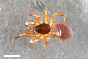  ( - ZFMK-TIS-2588347)  @11 [ ] CreativeCommons  Attribution Share-Alike (by-sa) 818 (2016) Unspecified Zoologisches Forschungsmuseum Alexander Koenig