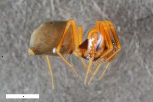  ( - ZFMK-TIS-2588348)  @11 [ ] CreativeCommons  Attribution Share-Alike (by-sa) 818 (2016) Unspecified Zoologisches Forschungsmuseum Alexander Koenig