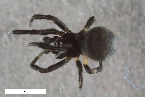  ( - ZFMK-TIS-2598705)  @11 [ ] CreativeCommons  Attribution Share-Alike (by-sa) 818 (2017) Unspecified Zoologisches Forschungsmuseum Alexander Koenig