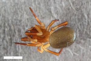  ( - ZFMK-TIS-2598760)  @11 [ ] CreativeCommons  Attribution Share-Alike (by-sa) 818 (2017) Unspecified Zoologisches Forschungsmuseum Alexander Koenig