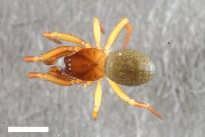  ( - ZFMK-TIS-2599783)  @11 [ ] CreativeCommons  Attribution Share-Alike (by-sa) 818 (2017) Unspecified Zoologisches Forschungsmuseum Alexander Koenig