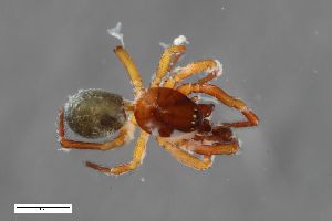  ( - ZFMK-TIS-2703)  @11 [ ] CreativeCommons  Attribution Share-Alike (by-sa) 818 (2018) Unspecified Zoologisches Forschungsmuseum Alexander Koenig