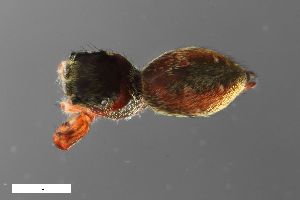  ( - ZFMK-TIS-4960)  @11 [ ] CreativeCommons  Attribution Share-Alike (by-sa) 818 (2012) Unspecified Zoologisches Forschungsmuseum Alexander Koenig