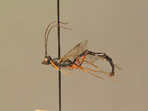  ( - BC ZSM HYM 18653)  @13 [ ] CreativeCommons - Attribution Non-Commercial Share-Alike (2015) SNSB, Zoologische Staatssammlung Muenchen SNSB, Zoologische Staatssammlung Muenchen