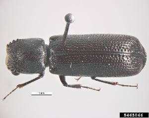  (Bostrychopsis - HM002623)  @11 [ ] CreativeCommons - Attribution Non-Commercial (2013) Pest and Diseases Image Library Pest and Diseases Image Library