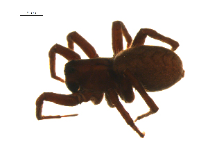  ( - BIOUG001977-A10)  @11 [ ] CreativeCommons - Attribution (2014) G. Blagoev Centre for Biodiversity Genomics