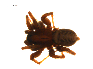  ( - BIOUG001977-A11)  @11 [ ] CreativeCommons - Attribution (2014) G. Blagoev Centre for Biodiversity Genomics