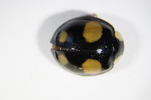  ( - GBOL_Col_FK_0266)  @13 [ ] CreativeCommons - Attribution Non-Commercial Share-Alike (2015) SNSB, Zoologische Staatssammlung Muenchen SNSB, Zoologische Staatssammlung Muenchen