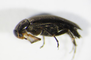  (Anaspis frontalis - GBOL_Col_FK_1694)  @13 [ ] CreativeCommons - Attribution Non-Commercial Share-Alike (2015) SNSB, Zoologische Staatssammlung Muenchen SNSB, Zoologische Staatssammlung Muenchen