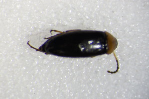  (Anaspis ruficollis - GBOL_Col_FK_5212)  @13 [ ] CreativeCommons - Attribution Non-Commercial Share-Alike (2015) SNSB, Zoologische Staatssammlung Muenchen SNSB, Zoologische Staatssammlung Muenchen