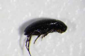  (Anaspis pulicaria - GBOL_Col_FK_4164)  @13 [ ] CreativeCommons - Attribution Non-Commercial Share-Alike (2015) SNSB, Zoologische Staatssammlung Muenchen SNSB, Zoologische Staatssammlung Muenchen
