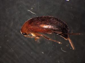  (Anaspis lurida - GBOL_Col_FK_5686)  @13 [ ] CreativeCommons - Attribution Non-Commercial Share-Alike (2015) SNSB, Zoologische Staatssammlung Muenchen SNSB, Zoologische Staatssammlung Muenchen