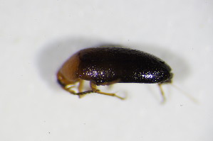  (Anaspis costai - GBOL_Col_FK_4603)  @13 [ ] CreativeCommons - Attribution Non-Commercial Share-Alike (2015) SNSB, Zoologische Staatssammlung Muenchen SNSB, Zoologische Staatssammlung Muenchen