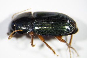  (Harpalus smaragdinus - GBOL_Col_FK_3321)  @13 [ ] CreativeCommons - Attribution Non-Commercial Share-Alike (2015) SNSB, Zoologische Staatssammlung Muenchen SNSB, Zoologische Staatssammlung Muenchen