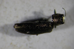  ( - GBOL01715)  @11 [ ] CreativeCommons - Attribution Non-Commercial Share-Alike (2015) SNSB, Zoologische Staatssammlung Muenchen SNSB, Zoologische Staatssammlung Muenchen