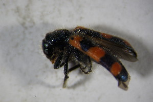 (Trichodes spZSMnoBIN2 - GBOL02114)  @11 [ ] CreativeCommons - Attribution Non-Commercial Share-Alike (2015) SNSB, Zoologische Staatssammlung Muenchen SNSB, Zoologische Staatssammlung Muenchen