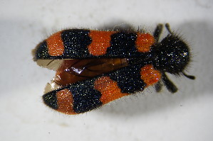  (Trichodes spZSMnoBIN1 - GBOL02116)  @11 [ ] CreativeCommons - Attribution Non-Commercial Share-Alike (2015) SNSB, Zoologische Staatssammlung Muenchen SNSB, Zoologische Staatssammlung Muenchen