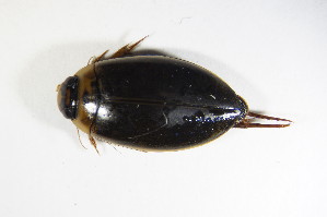  (Rhantus suturalis - GBOL03006)  @14 [ ] CreativeCommons - Attribution Non-Commercial Share-Alike (2015) SNSB, Zoologische Staatssammlung Muenchen SNSB, Zoologische Staatssammlung Muenchen