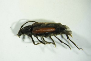  ( - GBOL05059)  @12 [ ] CreativeCommons - Attribution Non-Commercial Share-Alike (2015) SNSB, Zoologische Staatssammlung Muenchen SNSB, Zoologische Staatssammlung Muenchen