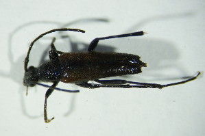  ( - GBOL06171)  @12 [ ] CreativeCommons - Attribution Non-Commercial Share-Alike (2015) SNSB, Zoologische Staatssammlung Muenchen SNSB, Zoologische Staatssammlung Muenchen