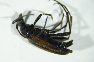  ( - GBOL06173)  @12 [ ] CreativeCommons - Attribution Non-Commercial Share-Alike (2015) SNSB, Zoologische Staatssammlung Muenchen SNSB, Zoologische Staatssammlung Muenchen