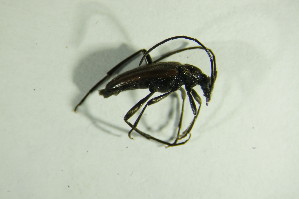  ( - GBOL07633)  @12 [ ] CreativeCommons - Attribution Non-Commercial Share-Alike (2015) SNSB, Zoologische Staatssammlung Muenchen SNSB, Zoologische Staatssammlung Muenchen