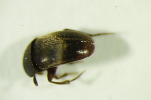  (Ptomaphagus varicornis - GBOL07806)  @13 [ ] CreativeCommons - Attribution Non-Commercial Share-Alike (2015) SNSB, Zoologische Staatssammlung Muenchen SNSB, Zoologische Staatssammlung Muenchen