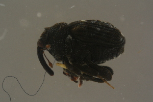  ( - GBOLBB178)  @11 [ ] CreativeCommons - Attribution Non-Commercial Share-Alike (2016) SNSB, Staatliche Naturwissenschaftliche Sammlungen Bayerns ZSM (SNSB, Zoologische Staatssammlung Muenchen)