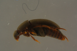  ( - GBOLBB183)  @11 [ ] CreativeCommons - Attribution Non-Commercial Share-Alike (2016) SNSB, Staatliche Naturwissenschaftliche Sammlungen Bayerns ZSM (SNSB, Zoologische Staatssammlung Muenchen)