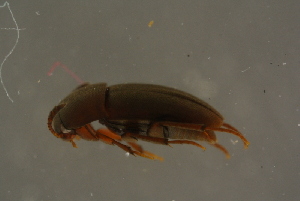  ( - GBOLBB246)  @11 [ ] CreativeCommons - Attribution Non-Commercial Share-Alike (2016) SNSB, Staatliche Naturwissenschaftliche Sammlungen Bayerns ZSM (SNSB, Zoologische Staatssammlung Muenchen)