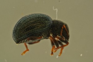  ( - GBOLBB432)  @11 [ ] CreativeCommons - Attribution Non-Commercial Share-Alike (2016) SNSB, Staatliche Naturwissenschaftliche Sammlungen Bayerns ZSM (SNSB, Zoologische Staatssammlung Muenchen)