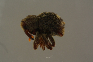  ( - GBOLBB97)  @11 [ ] CreativeCommons - Attribution Non-Commercial Share-Alike (2016) SNSB, Staatliche Naturwissenschaftliche Sammlungen Bayerns ZSM (SNSB, Zoologische Staatssammlung Muenchen)