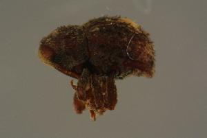  ( - GBOLBB98)  @11 [ ] CreativeCommons - Attribution Non-Commercial Share-Alike (2016) SNSB, Staatliche Naturwissenschaftliche Sammlungen Bayerns ZSM (SNSB, Zoologische Staatssammlung Muenchen)