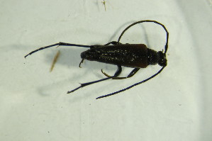  ( - GBOL 05378)  @12 [ ] CreativeCommons - Attribution Non-Commercial Share-Alike (2015) SNSB, Zoologische Staatssammlung Muenchen SNSB, Zoologische Staatssammlung Muenchen