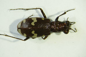  (Cicindela sylvicola - GBOL 05409)  @13 [ ] CreativeCommons - Attribution Non-Commercial Share-Alike (2015) SNSB, Zoologische Staatssammlung Muenchen SNSB, Zoologische Staatssammlung Muenchen