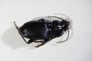 ( - GBOL_Col_FK_10684)  @13 [ ] CreativeCommons - Attribution Non-Commercial Share-Alike (2015) SNSB, Zoologische Staatssammlung Muenchen SNSB, Zoologische Staatssammlung Muenchen