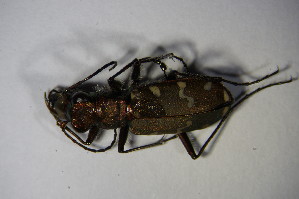  (Cicindela gallica - GBOL_Col_FK_6396)  @13 [ ] CreativeCommons - Attribution Non-Commercial Share-Alike (2015) SNSB, Zoologische Staatssammlung Muenchen SNSB, Zoologische Staatssammlung Muenchen