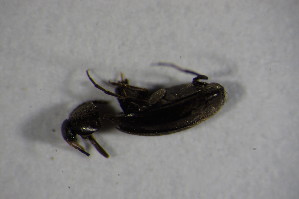  (Anaspis kiesenwetteri - GBOL_Col_FK_7034)  @13 [ ] CreativeCommons - Attribution Non-Commercial Share-Alike (2015) SNSB, Zoologische Staatssammlung Muenchen SNSB, Zoologische Staatssammlung Muenchen