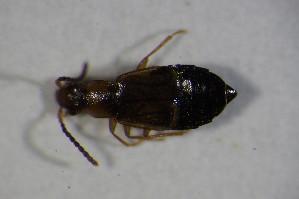  (Anthophagus fallax - GBOL_Col_FK_7165)  @12 [ ] CreativeCommons - Attribution Non-Commercial Share-Alike (2015) SNSB, Zoologische Staatssammlung Muenchen SNSB, Zoologische Staatssammlung Muenchen