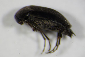  (Anaspis latiuscula - GBOL_Col_FK_7252)  @13 [ ] CreativeCommons - Attribution Non-Commercial Share-Alike (2015) SNSB, Zoologische Staatssammlung Muenchen SNSB, Zoologische Staatssammlung Muenchen