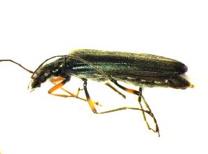  (Oedemera annulata - GBOL_Col_FK_7388)  @13 [ ] CreativeCommons - Attribution Non-Commercial Share-Alike (2015) SNSB, Zoologische Staatssammlung Muenchen SNSB, Zoologische Staatssammlung Muenchen