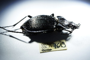  (Carabus caelatus - GBOL_Col_FK_7619)  @13 [ ] CreativeCommons - Attribution Non-Commercial Share-Alike (2015) SNSB, Zoologische Staatssammlung Muenchen SNSB, Zoologische Staatssammlung Muenchen