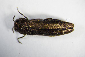  (Agrilus integerrimus - GBOL_Col_FK_7660)  @12 [ ] CreativeCommons - Attribution Non-Commercial Share-Alike (2015) SNSB, Zoologische Staatssammlung Muenchen SNSB, Zoologische Staatssammlung Muenchen