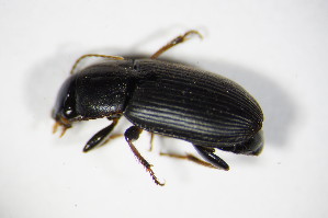  (Harpalus signaticornis - GBOL_Col_FK_7863)  @13 [ ] CreativeCommons - Attribution Non-Commercial Share-Alike (2015) SNSB, Zoologische Staatssammlung Muenchen SNSB, Zoologische Staatssammlung Muenchen