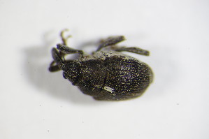  (Glocianus distinctus - GBOL_Col_FK_7987)  @13 [ ] CreativeCommons - Attribution Non-Commercial Share-Alike (2015) SNSB, Zoologische Staatssammlung Muenchen SNSB, Zoologische Staatssammlung Muenchen