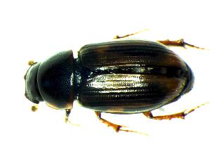  (Melinopterus sphacelatus - GBOL_Col_FK_8337)  @14 [ ] CreativeCommons - Attribution Non-Commercial Share-Alike (2015) SNSB, Zoologische Staatssammlung Muenchen SNSB, Zoologische Staatssammlung Muenchen