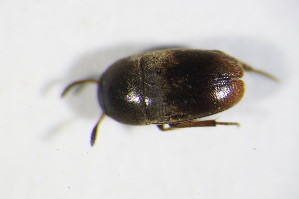  (Ptomaphagus sericatus - GBOL_Col_FK_8581)  @12 [ ] CreativeCommons - Attribution Non-Commercial Share-Alike (2015) SNSB, Zoologische Staatssammlung Muenchen SNSB, Zoologische Staatssammlung Muenchen